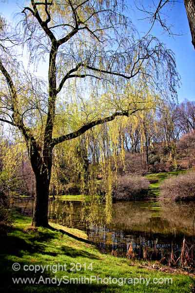 Early Spring at the Pond